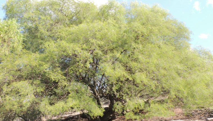 Legendario y de características únicas, el guayacán se luce en Bajo de Véliz