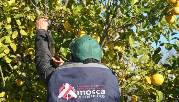 El Plan de Erradicación de la Mosca de los Frutos suma beneficiarios en La Punta