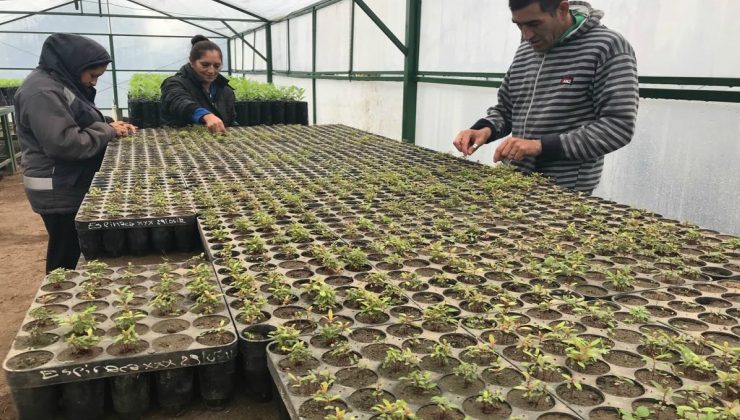 La “fábrica de oxígeno”, un pulmón dentro de la Ciudad de San Luis