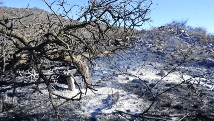 En los últimos incendios, el fuego arrasó con más de 7.000 hectáreas