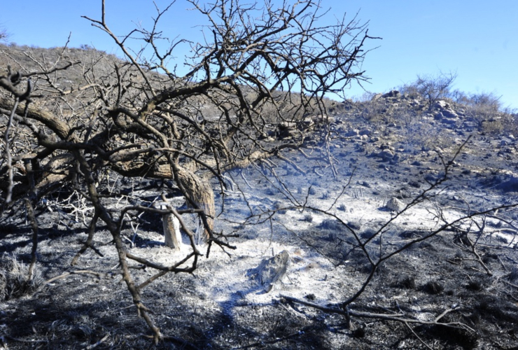 El fuego impactó de lleno en la biodiversidad puntana, dejando daños irreparables.