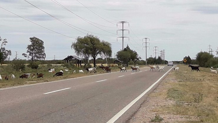 El Gobierno dispuso nuevas medidas ante casos de animales sueltos en las rutas y caminos