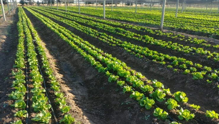 Visitá Sol Puntano y llevá a tu mesa la cosecha del día