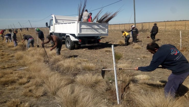 Plantaron más de 12 mil ejemplares entre Villa Mercedes y Nueva Galia