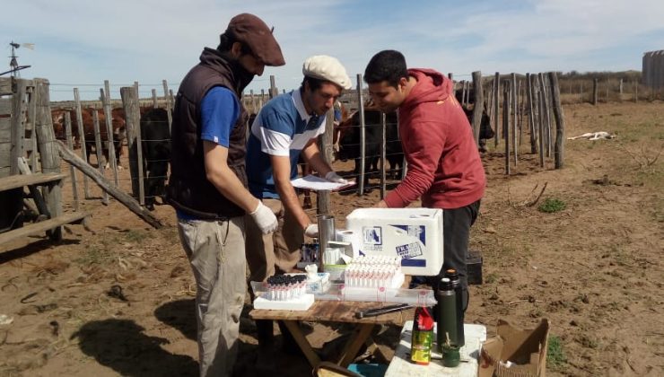 Futuros veterinarios realizaron acciones sanitarias en más de 100 toros de la comunidad ranquel