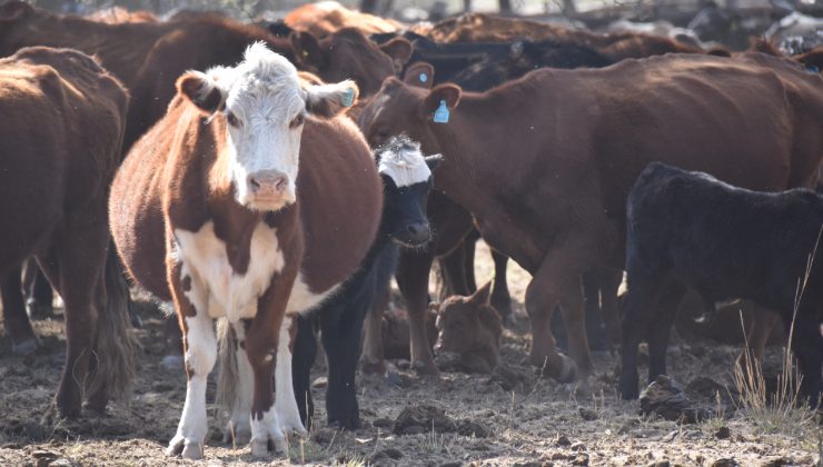 El Ministerio de Medio Ambiente, Campo y Producción colabora en el Censo Nacional Agropecuario 2018