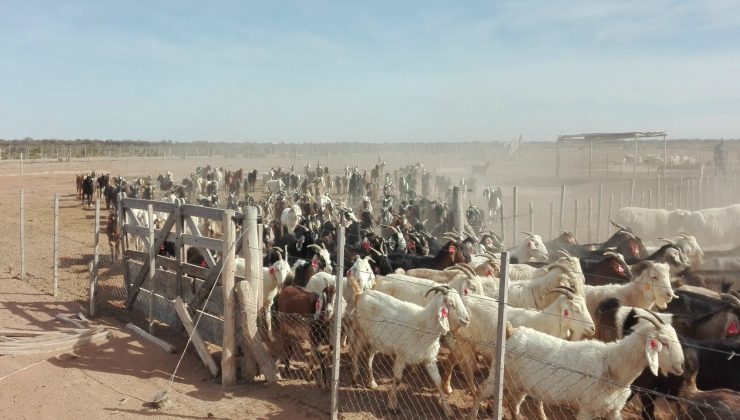 La Asociación de Pequeños Productores Caprineros de Las Chacras recibió un aporte para mejorar su producción