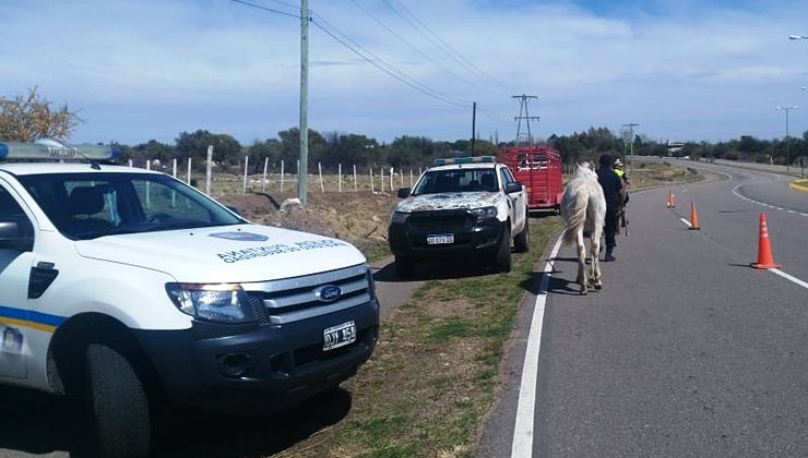 La Policía secuestró cinco caballos que deambulaban por la Autopista 25 de Mayo