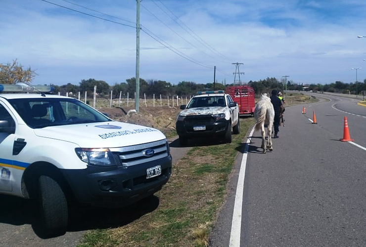La Policía secuestró cinco equinos que deambulaban por la Autopista 25 de Mayo, cerca de Villa de la Quebrada.