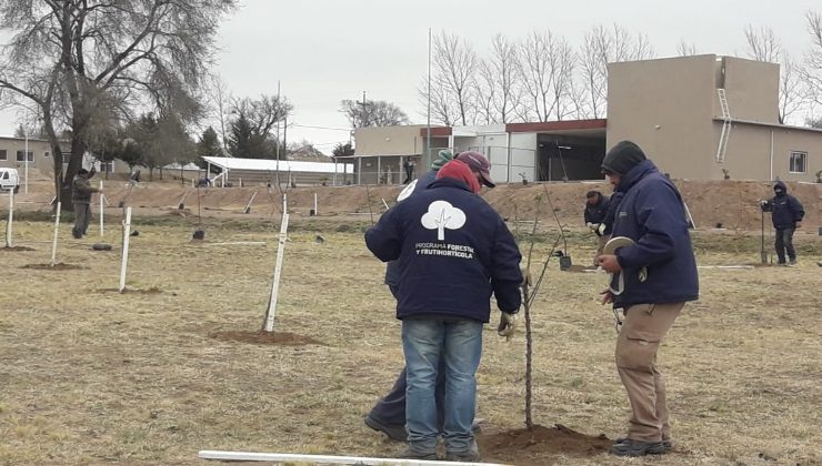 Plantaron más de 1.600 árboles en el noroeste y centro provincial