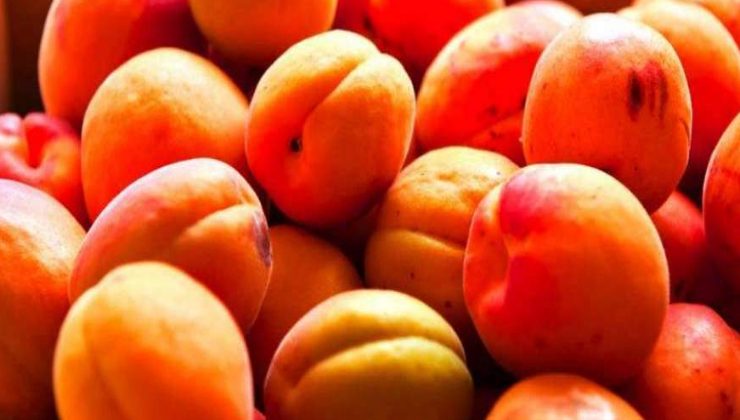 Consejos para cuidar tus frutales