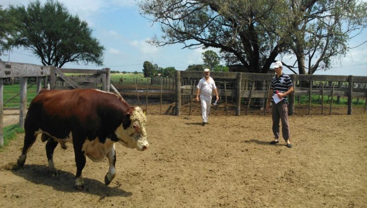 El Gobierno relanzó el Plan Toros y el Plan Apícola