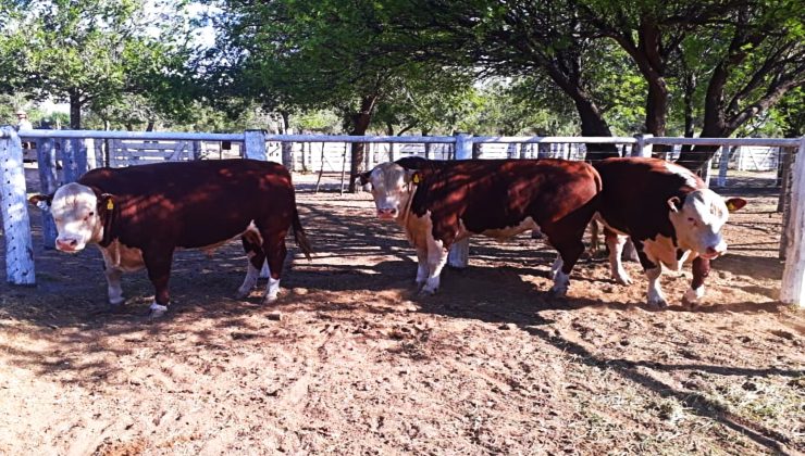 El Gobierno compró toros de buena genética que luego irán a manos de pequeños productores