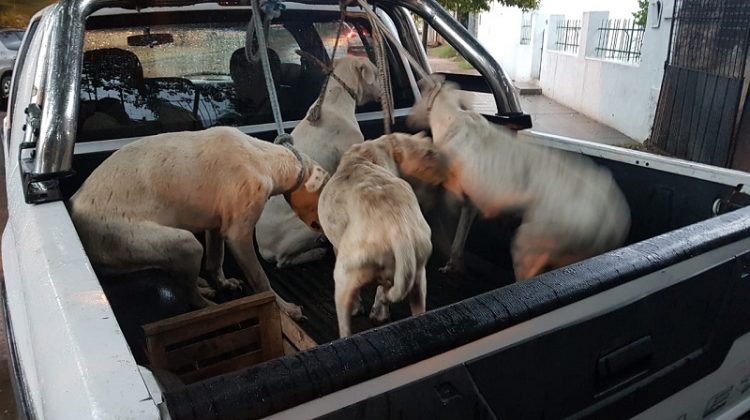 La Policía detuvo a un hombre por maltrato animal