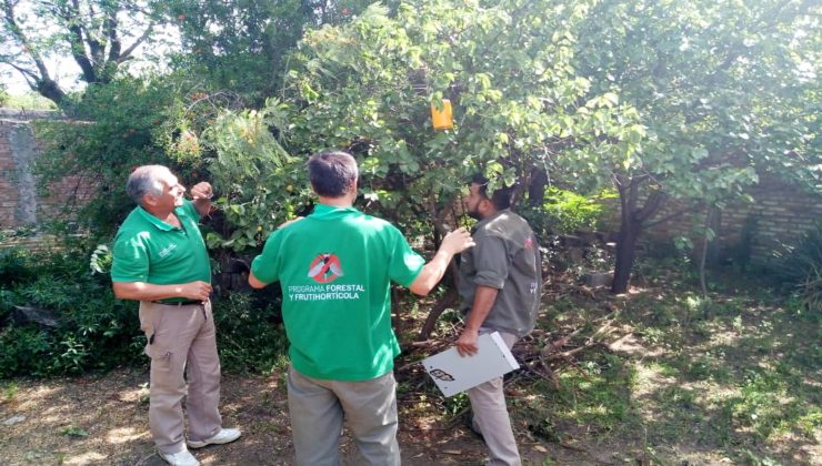 Instalaron trampas masivas de moscas en domicilios de beneficiarios de San Luis