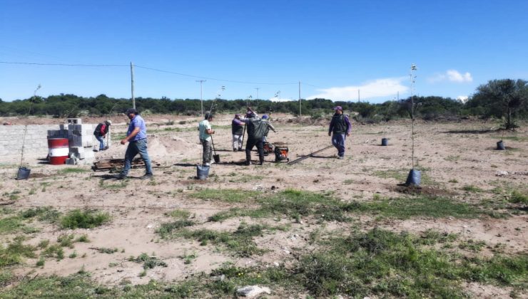 Los árboles llegaron a Rincón del Carmen