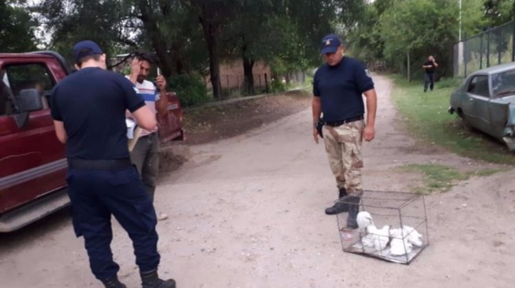 La Policía Ambiental rescató a 19 garzas brujas