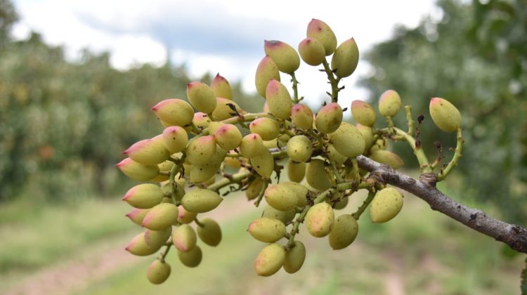 “Sol Puntano” tendrá su primera y exitosa cosecha de pistachos