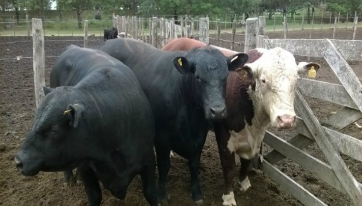 Fuerte respaldo al campo con asistencia sanitaria para los rodeos