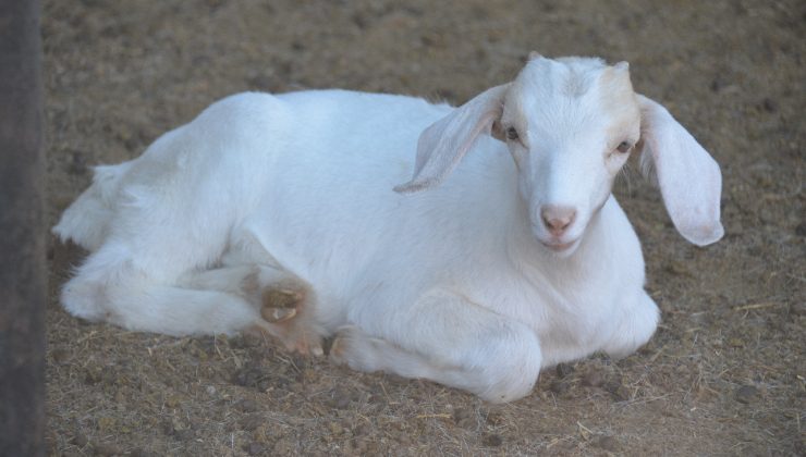 Muestras de sangre en 3.841 animales consolidaron el apoyo a la actividad caprina provincial