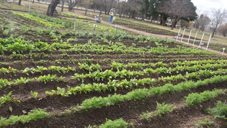 Consejos para cuidar tu huerta en verano