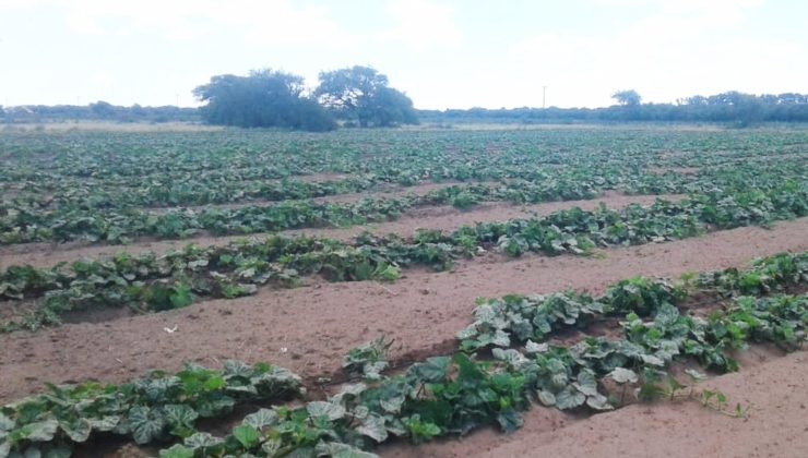 En las parcelas hortícolas se cosecha una gran variedad de verduras