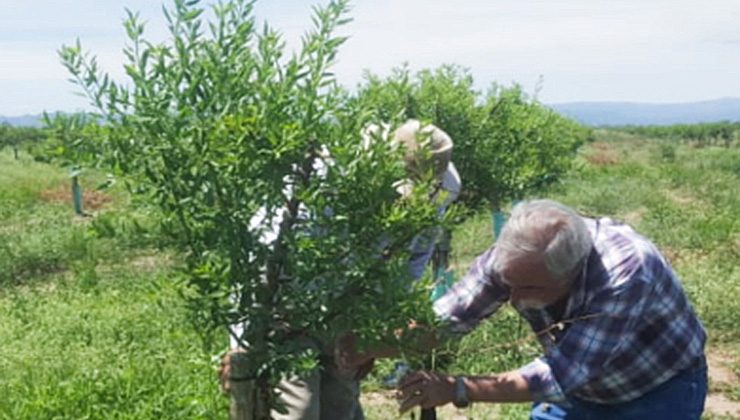 Integrantes de la cartera productiva visitaron una plantación de almendros