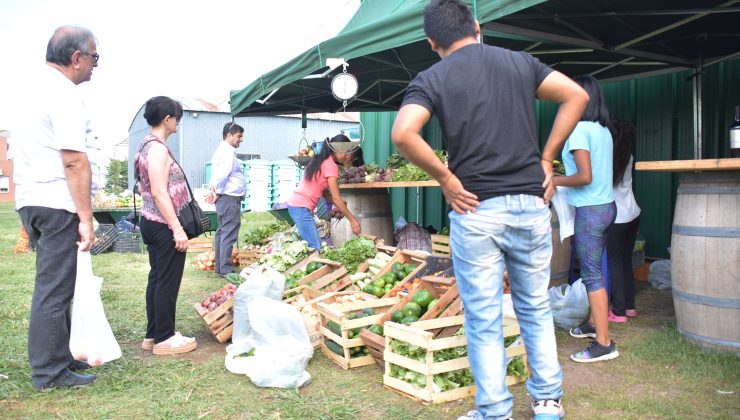 “Sol Puntano” y los productores de las parcelas hortícolas ofrecen su cosecha del día