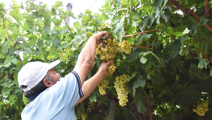 Comenzó la cosecha de uva blanca para pasas en “Sol Puntano”