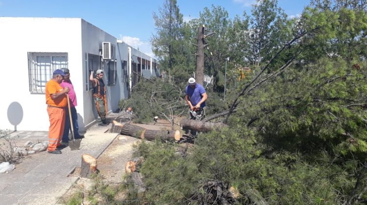 Tareas de mantenimiento para evitar la obstrucción de cañerías por las raíces de árboles en el predio