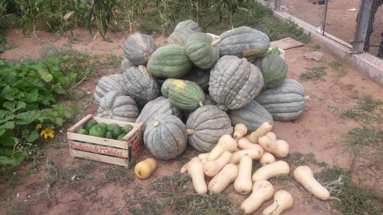 Internos de Pampa de las Salinas cultivan hortalizas