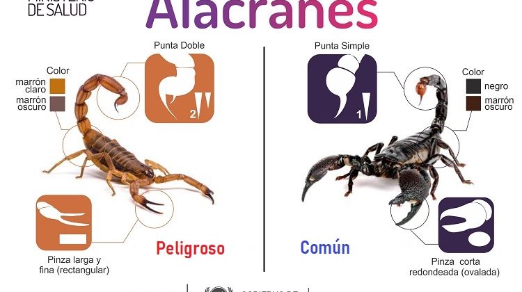 Recomendaciones ante la presencia de alacranes