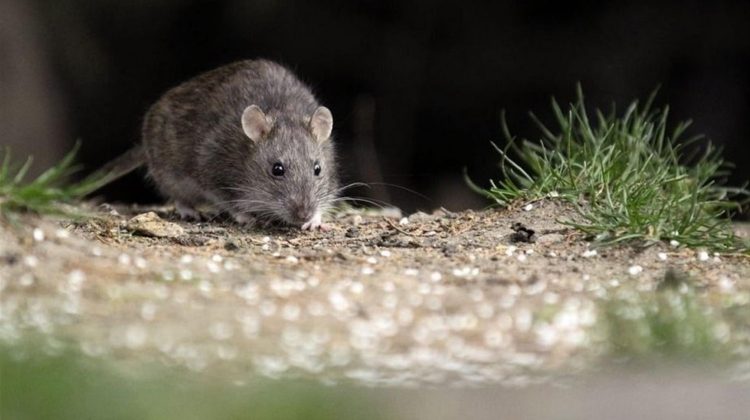 En San Luis no hay presencia de ratones de las especies involucradas en la transmisión del hantavirus