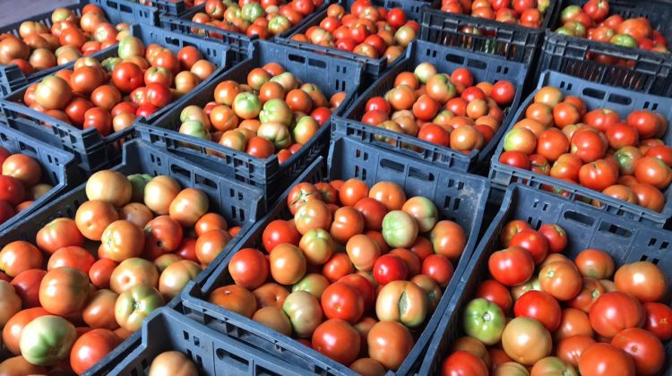 “Sol Puntano” te ofrece lo mejor en frutas, verduras y carnes