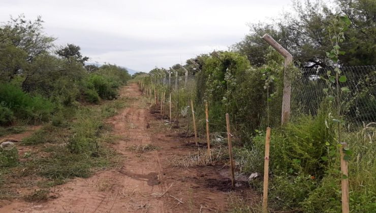 Con más de 250 árboles, la forestación llegó a la Planta de Reciclado y Tratamiento de RSU “La Jarilla”