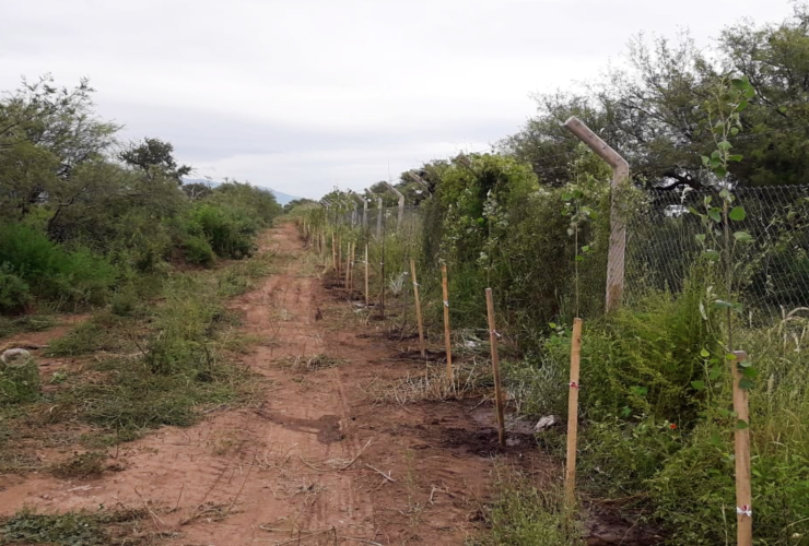 Con más de 250 árboles, la forestación llegó a la Planta de Reciclado y Tratamiento de RSU “La Jarilla”.