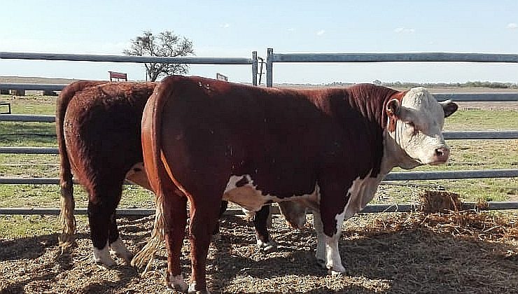 La cartera productiva comienza con la reposición de toros a pequeños y medianos productores