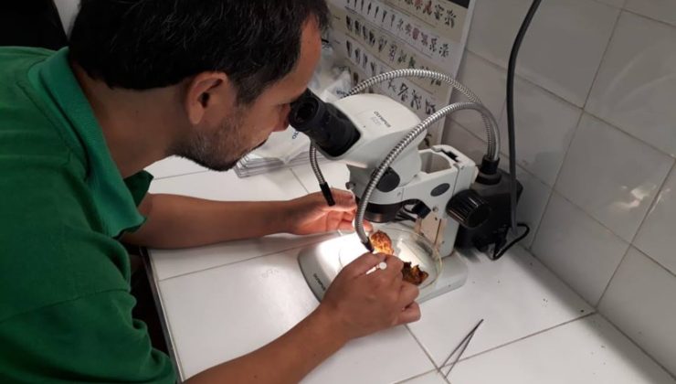 Los laboratorios de la Mosca de los Frutos, fundamentales para la erradicación y control de la plaga