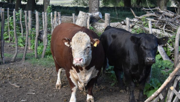 El Gobierno provincial comenzó con la reposición de toros en el interior