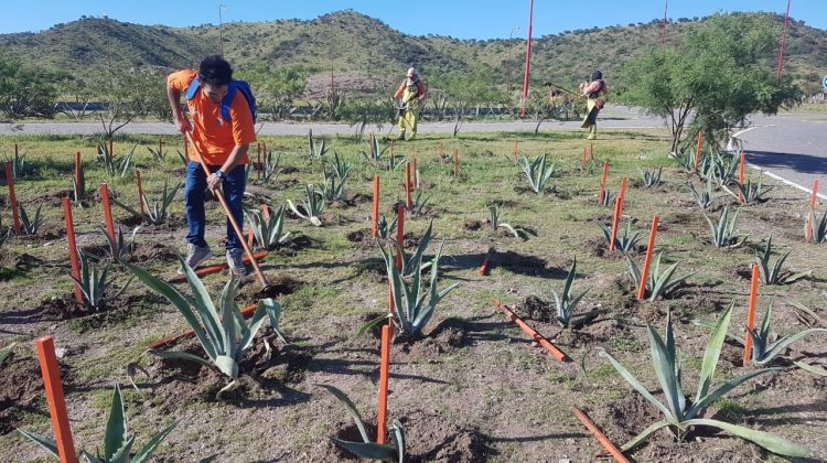 La parquización de caminos y espacios verdes renueva la imagen de Terrazas