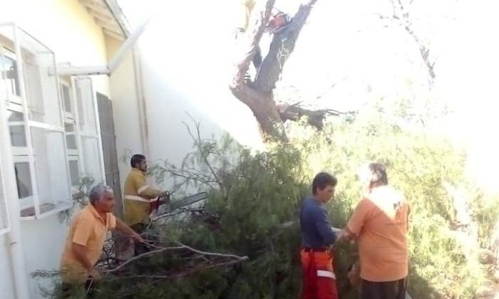 Realizaron poda preventiva en la arboleda de la Escuela Nº 436 “Juan José Paso” de Jarilla