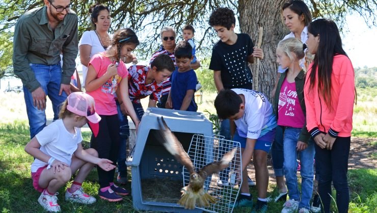 Vuelos de libertad: el cielo de La Florida recibió 36 aves que volvieron a su hogar