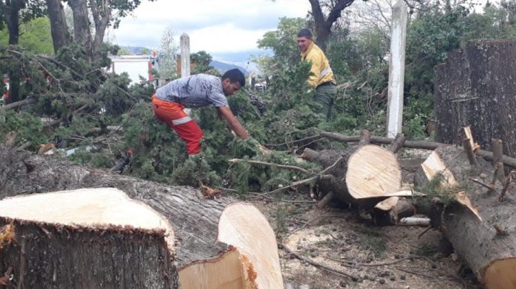 Extrajeron árboles en la Escuela “Maestra Trinidad Chirino” de Los Molles