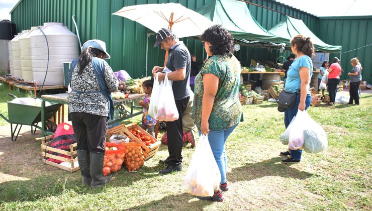 Cajón de tomate para salsa a $230: el ofertón de “Sol Puntano” para este jueves