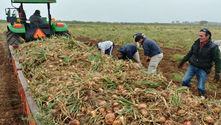 “Sol Puntano” cosechó una hectárea de cebolla grano de oro