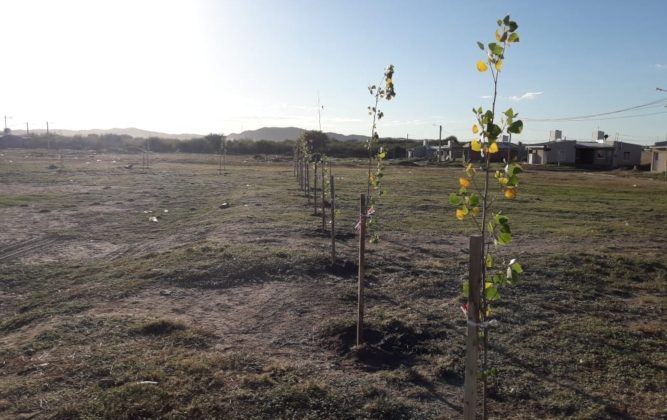 Medio Ambiente continúa con las acciones forestales en diferentes puntos de la provincia