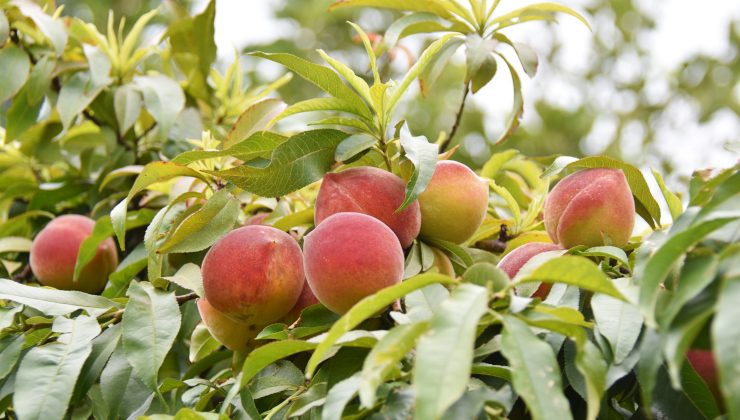 Consejos para cuidar tus frutales en la temporada otoño – invierno