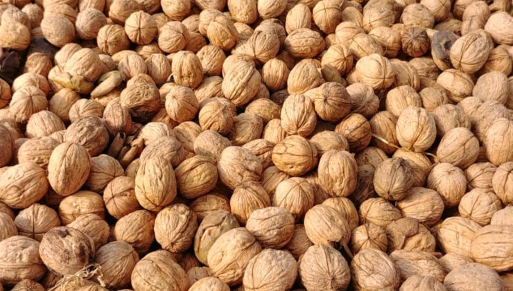 Comenzó la cosecha de nueces en “Sol Puntano”