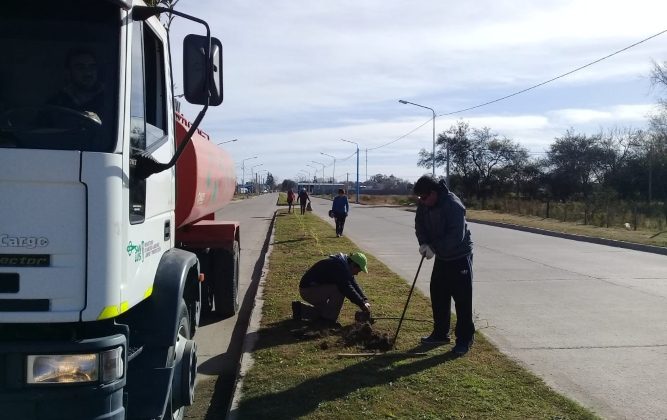 Con más de 200 ejemplares se forestó en el bulevar Maipú de Villa Mercedes