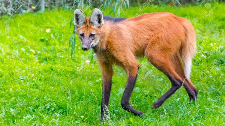 Se habría visto un aguará guazú en la zona de El Trapiche